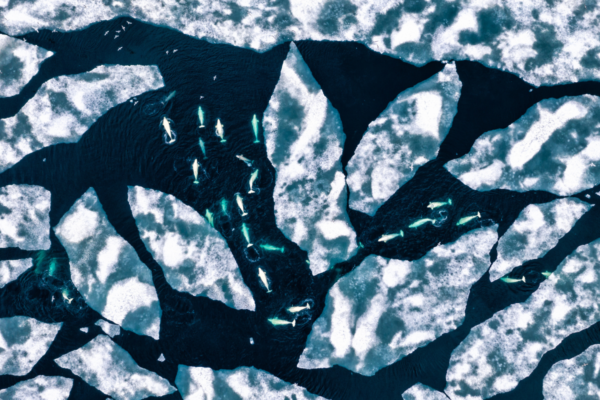 Expedition Cruise Network, ECN