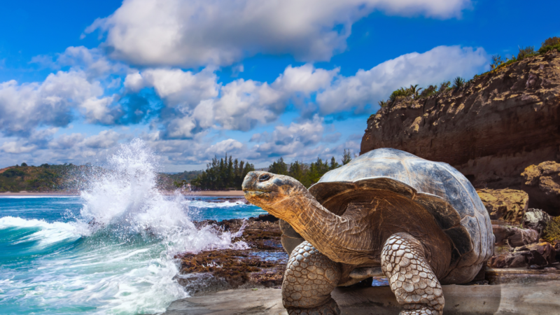 Galápagos Islands, National Geographic