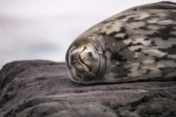 Antarctica Frozen continent destination