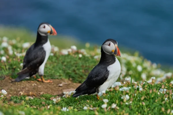 Atlantic Puffins British Isles