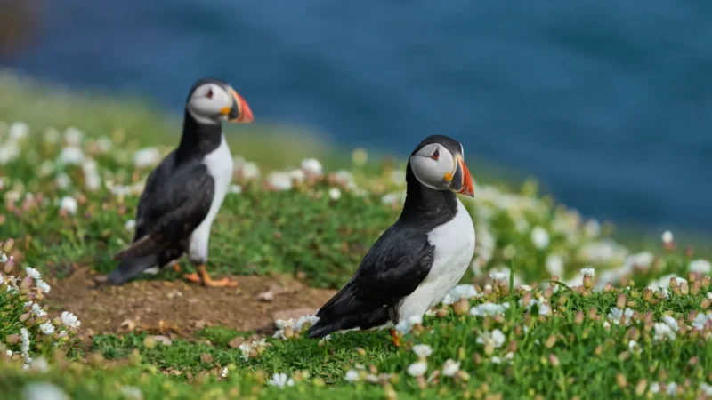 Atlantic Puffins British Isles