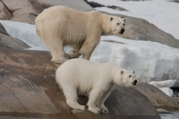 Expedition Cruise Network